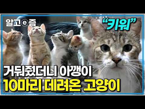 “당신을 보모로 캐스팅하겠습니다” 길고양이 1마리 구조했다가 엉겁결에 새끼 고양이 9마리 보모가 된 집사｜고양이를 부탁해｜알고e즘