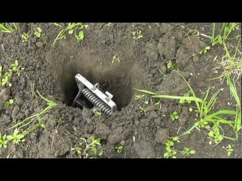 Mole trapping with the boys in Northern England