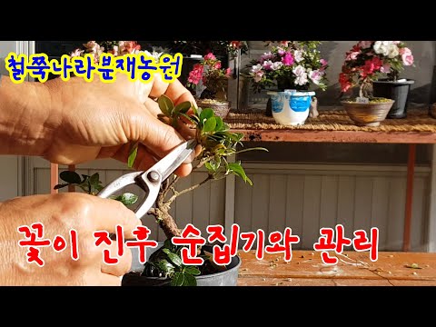 철쭉분재, 꽃이진후 순치기와 관리요령!