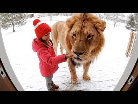 Dangerous Animals Caught Being Friendly