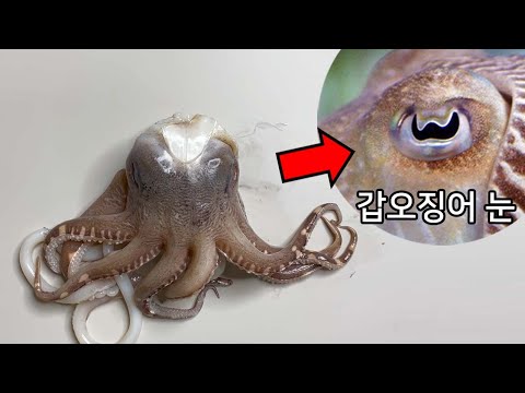 갑오징어는 눈이 왜 W 모양 일까?