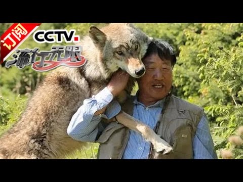 “狼王”杨长生：我在新疆养狼 | CCTV-4 《流行无限》 20161023