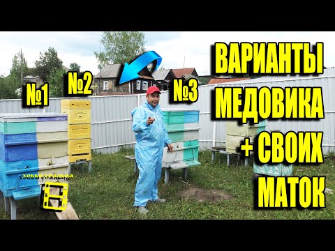 ВАРИАНТЫ ДЛЯ СЕМЬИ-МЕДОВИКА. ВЫВОД МАТОК, ОТВОДКИ ПЧЕЛ БЕЗ РОЕНИЯ 5 ДЛЯ НАЧИНАЮЩИХ ПЧЕЛОВОДОВ 17-21