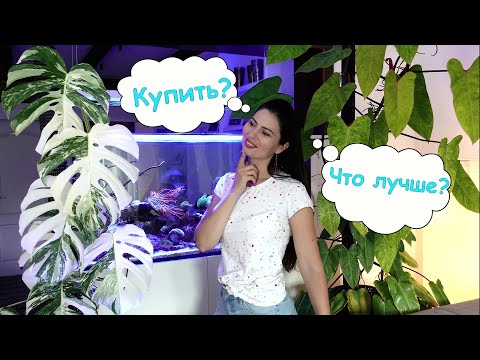 Как купить Монстеру вариегатную🧐 Монстера борзига? Монстера 100% белая? Разбор объявлений о продаже.