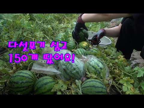 다섯 포기에 150개 달리는 수박 재배방법