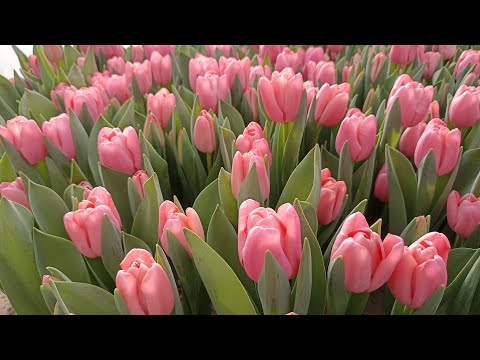 Выгонка тюльпанов 1 марта 2024 г.