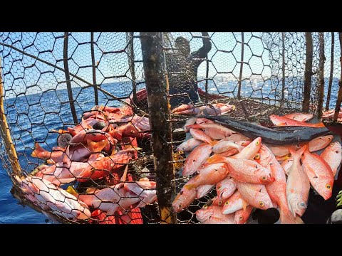 My biggest catch in deep water pot fishing offshore Jamaica