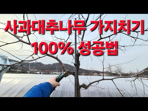 사과대추나무 가지치기 방법. 이렇게 하면 100% 성공합니다!