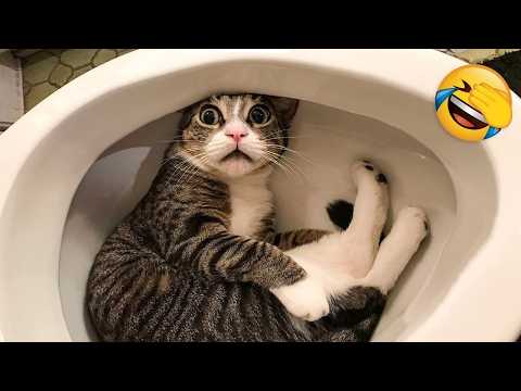 Funniest Cats and Dogs Clips 2025😼🐶Try Not To Laugh😜