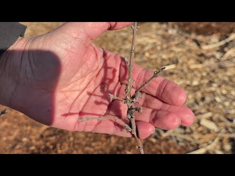 Montana Plants Emerge Early: January Spring Activity Raises Concerns