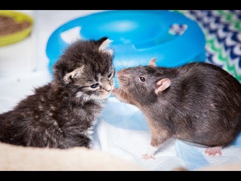 Brooklyn Cat Cafe Employs Rats To Care For Kittens | CUTE AS FLUFF
