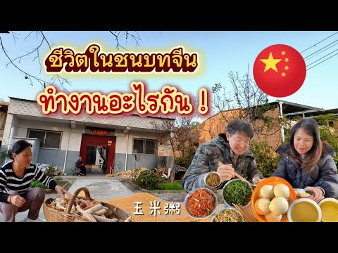 ชีวิตในจีน EP.49 l ตากข้าวโพดไปแปรรูป l สาวไทยอยู่จีนทำงานอะไร l สามีจีนทำงานอะไร