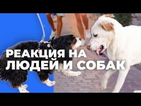 Собака рвётся к людям и собакам 🎙️ реальные ошибки владельцев