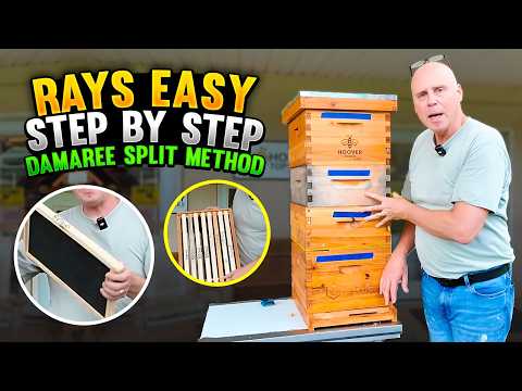 Easy Steps to Double Your Honey With One Hive!  | Demaree Split Explained Step By Step