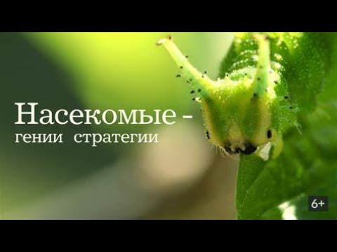ПРО МИР НАСЕКОМЫХ, НАПОМИНАЮЩИХ ПРО МИР ЛЮДЕЙ! Насекомые - гении стратегии.Фильмы для всей семьи