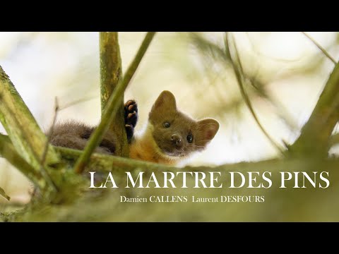 LA MARTRE DES PINS. Damien CALLENS, Laurent DESFOURS. Instinct Nature
