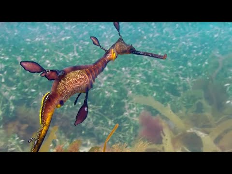 Sea Forests: 10 Hours of Relaxing Oceanscapes | BBC Earth