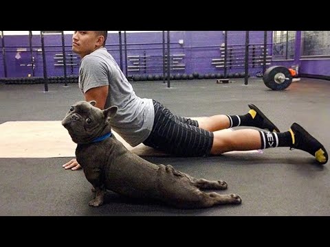 When You Live with a Comedian Dog 😂 Funny Dog Videos