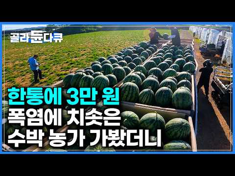 [ENG SUB] Why Watermelons Cost 30 Dollars This Summer Extreme Harvesting Story #PICKDOCU