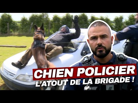 Chiens policiers : au cœur de l'offensive | Enquête Choc