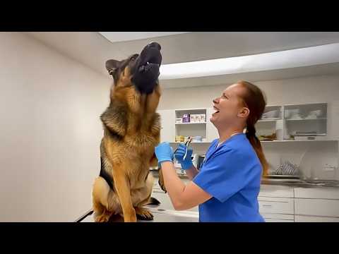 Funny Dogs Facing the Vet in the Most RIDICULOUS Ways! 🤣