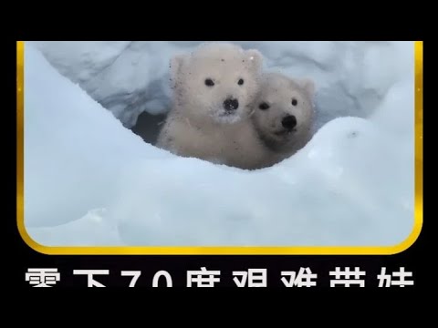 冒著零下70度極夜嚴寒，饑餓的北極熊爸爸在產房外等待妻子分娩 #即錄觀世界 #紀錄片 #電影 #北極 #因紐特人
