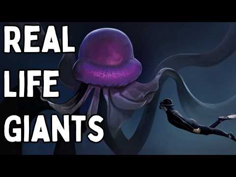 The Giants Found In The Deepest Parts Of Our Oceans