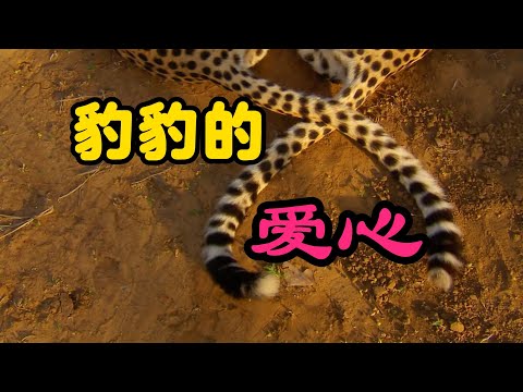 野生動物怎麼拍？ 直接懟臉開大！ 人與獵豹的故事就此展開