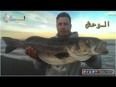 وأخيرا تمكنت من أضخم الوحوش القاروص العملاق وصراع على المباشر بالطعم صناعي BOURIA 150F 2020