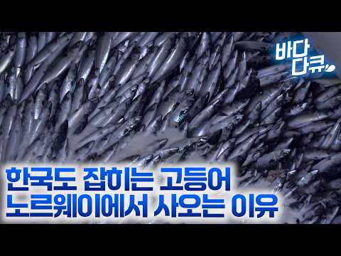 고등어 가공 과정 보면 믿고 사올 수 밖에 없다 / 한국이 노르웨이 고등어를 믿고 수입해오는 이유 / 해산물 강대국 노르웨이 고등어 / #바다다큐