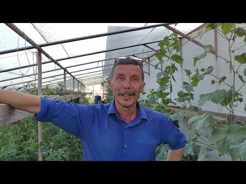 Бред блогеров по уничтожению тли народными способами.