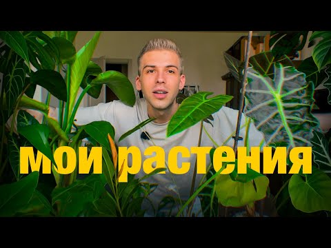 МОИ КОМНАТНЫЕ РАСТЕНИЯ | обзор КОЛЛЕКЦИИ, пересадка и покупка редких филодендронов | новая ТЕПЛИЧКА