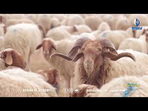 من البادية || الغنم في البادية: سيد الأرض وسر الحياة البدوية