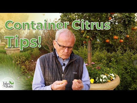 Growing Citrus Trees in Containers | Tips to Produce Tons of Fruit!