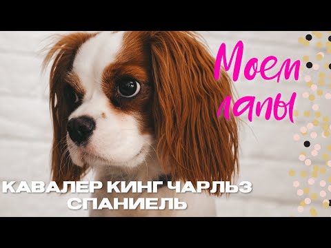 КАК МЫТЬ ЛАПЫ ПОСЛЕ ПРОГУЛКИ? | КАВАЛЕР КИНГ ЧАРЛЬЗ СПАНИЕЛЬ