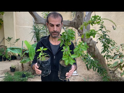 السبب الرئيسي لتوقف النبات عن النمو🪴وطريقة العلاج لتسريع النمو لنبات مزروع بوعاء أو بأرض الحديقة