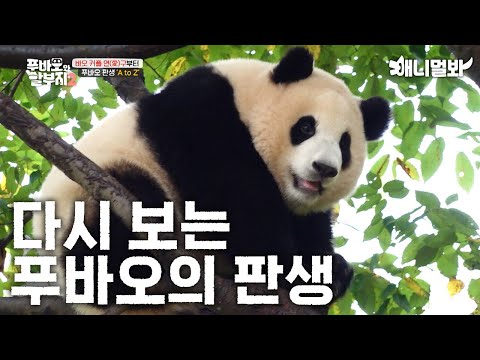 다 안다구~? 그래도 다시 봐바오ㅣYou already know it all~? But just watch it again