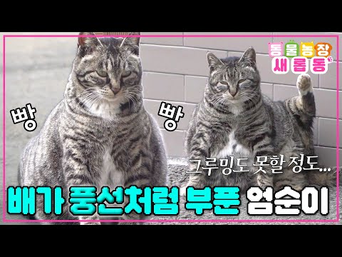 [#새롭동물농장] 영문도 모른 채 계속 배가 부푼다?😧 움직이기도 힘들 정도로 심각한 어미냥 엄순이의 상태😢 / EP.1221 #TV동물농장 #AnimalFarm #SBSstory