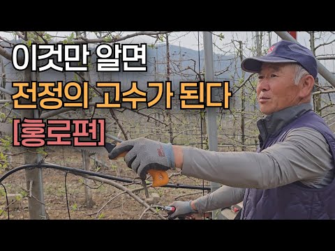 [홍로] 사과나무 전정 시기, 가지치기 요령 I 제대로 알면 누구나 전정 달인, 핵심 포인트는?