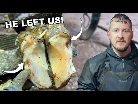 Craigie Boy is away, a COW with 2 problems …. & a MAD bull!