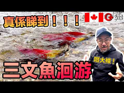 三文魚洄游 Salmon Arm邊度睇？真係睇到！ 4年一度?  住加男人
