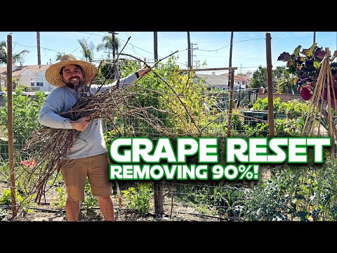 Pruning My Neglected Table Grape For Better Flavor