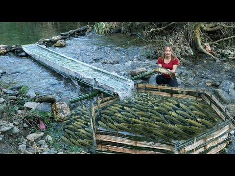 How To Trap Fish With Bamboo Simple And Most Effective / Harvesting A Lot Of Big Fish.
