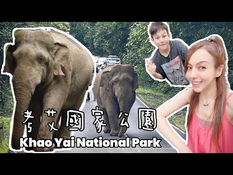【泰國】旅遊生活Vlog | 考艾國家公園 | 野生大象❤️曼谷近郊 | 自駕 | Khao Yai National Park | Wild Elephants | Thailand