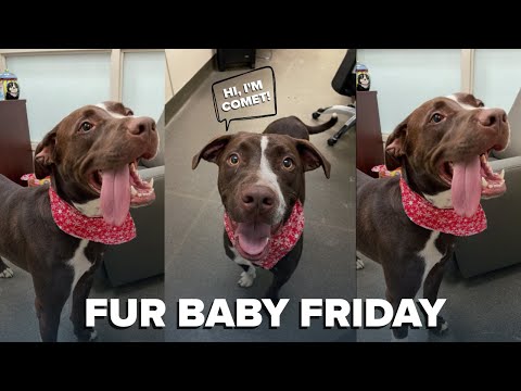 Fur Baby Friday: Comet, plus a tail-wagging reminder of powerful community support
