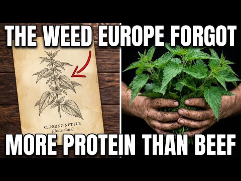 Europes Forgotten Superfood That Has More Protein Than Beef