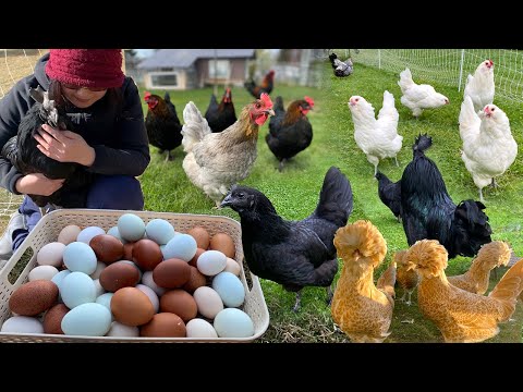 Peaceful Day With Organic Poultry: Caring My Pets, Cleaning & Collect Farm Fresh Eggs