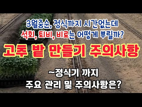 석회, 퇴비, 비료? 고추 밭 만들기 주의사항은? (정식기 까지 주요 관리 및 주의사항은?)