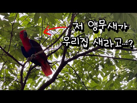 [젤리/일상] 우리집 앵무새 잃어버렸던 이야기