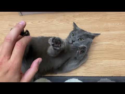 Кого выбрать кошку или кота?